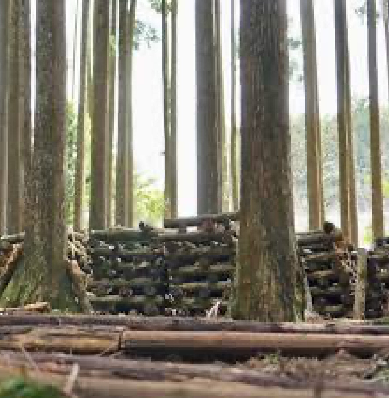 初代 道田照雄 6個入